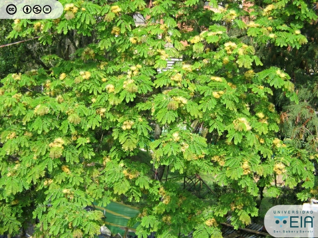 Árbol Cenízaro Macho